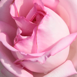 Поръчка на рози - Чайно хибридни рози  - розов - Pоза Мадам Морис де Люз - интензивен аромат - Джоузеф Пернет-Дюшер - Подходяща за цветни лехи,може да се свърже с трайни насъждения.